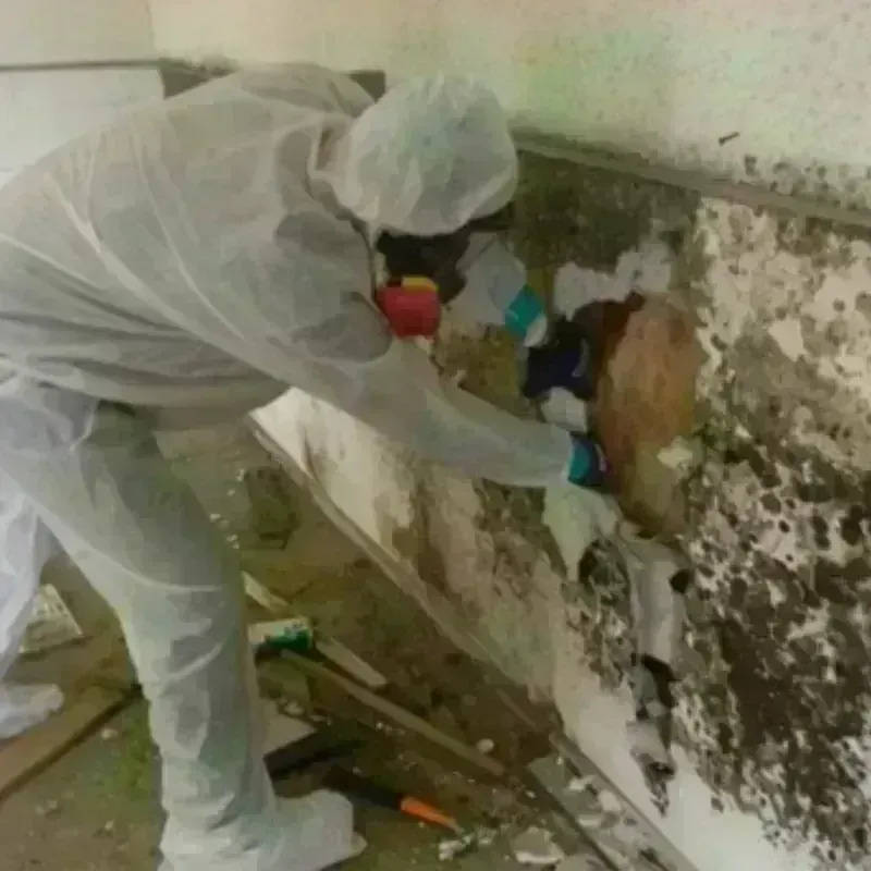 Mold Remediation and Removal in Menard County, TX